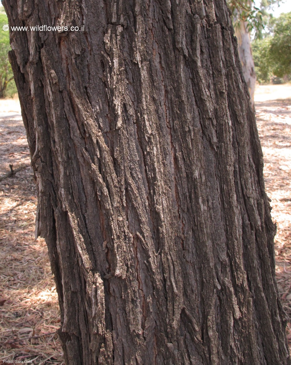 Eucalyptus robertsonii